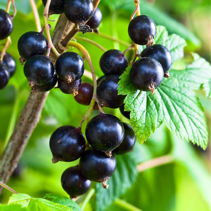 Le Cassis, anti‑inflammatoire majeur.